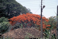 Polonnaruwa, Feuerbaum