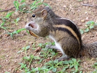 Streifenhörnchen im Garten des Koggala Beach Hotels