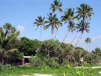 Mangroven- / Palmensaum zwischen den Unterkünften des Koggala Beach Hotels und dem Meer