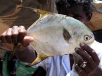 Stolzer Fischverkäufer in Galle mit seiner Ware