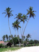 Am Strand von Koggala