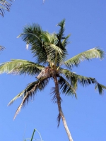 Am Strand von Koggala