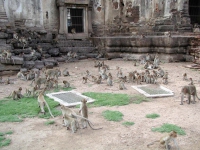 Der Affentempel in Lopburi