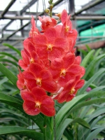 Orchidee in einer Orchideenfarm südöstlich von Chiang Mai