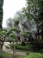 Gartenanlage in einer Orchideenfarm südöstlich von Chiang Mai