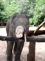 Junger Elefant in einem Camp südöstlich von Chiang Mai