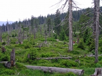 Spindlermühle, Weg von der Elbquelle ins Tal