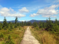 Petzer, Wanderweg im Hochmoor südwestlich des Ortes