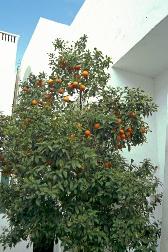 Port el Kantaoui / Sousse, Hotel Royal Salem, Orangenbaum