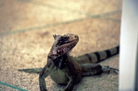 Cumaná, Hotel Los Bordones, Leguan