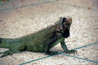 Cumaná, Hotel Los Bordones, Leguan