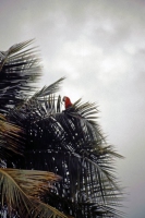 Cumaná, Hotel Los Bordones, ein roter Ara