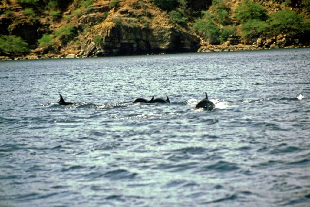 Delphine im Nationalpark Mochima