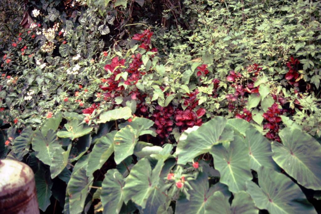 Pflanzen im Öko Park El Guamo