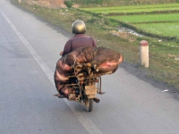 Wasserbüffeltransport nahe Haiphong