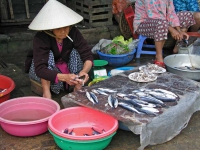 Hoi An, auf dem Fischmarkt