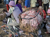 Nationalstraße 1 südlich Hoi An, Schweinemarkt