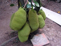 Mekong Delta, Jak Früchte
