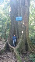 Ninh Binh, Cuc Phuong Nationalpark, 1000 Jahre alter Baum