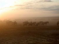 Frühmorgens im Amboseli