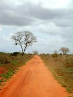 Piste im Tsavo Ost