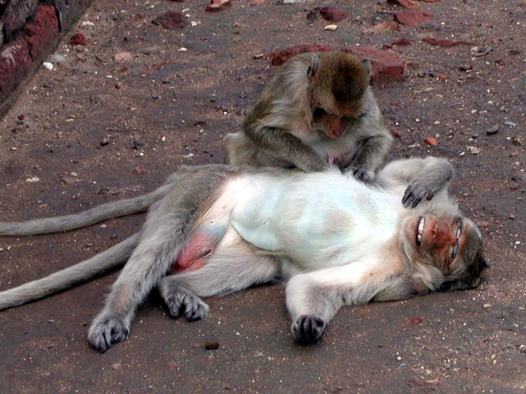 Affen beim Lausen in Lopburi