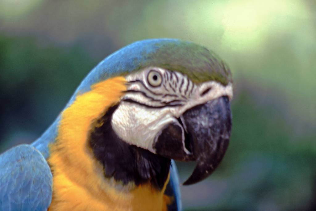 Iguazú Tierpark, Gelber Ara